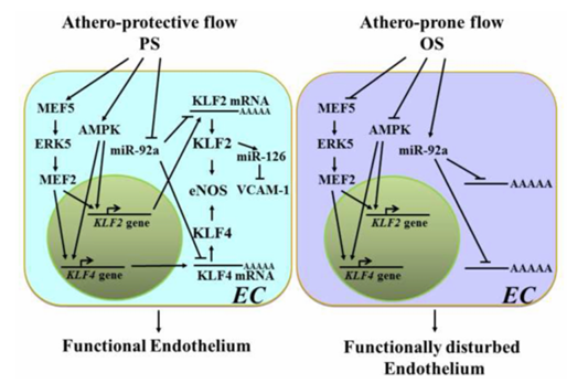 機械敏感型 miR 在內皮細胞對切應力和氧化還原狀態響應中的作用